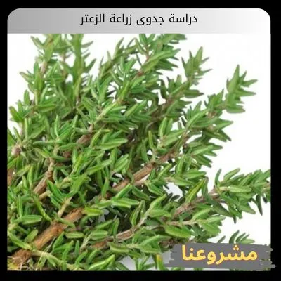 دراسة جدوى زراعة الزعتر