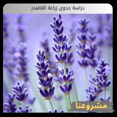 دراسة جدوى زراعة اللافندر