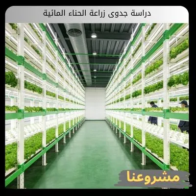 دراسة جدوى زراعة الحناء المائية