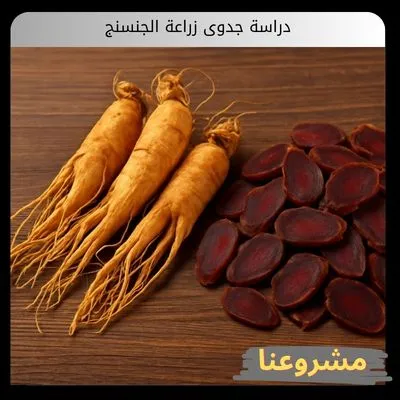 دراسة جدوى زراعة الجنسنج دراسة جدوى زراعة الجنسنج