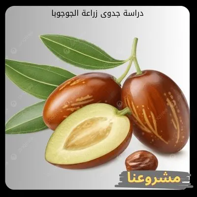 دراسة جدوى زراعة الجوجوبا