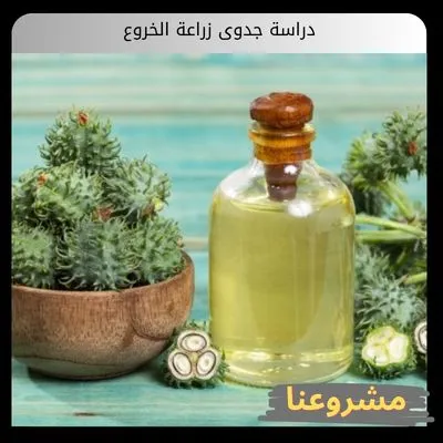 دراسة جدوى زراعة الخروع