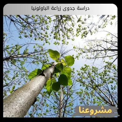 دراسة جدوى زراعة الباولونيا