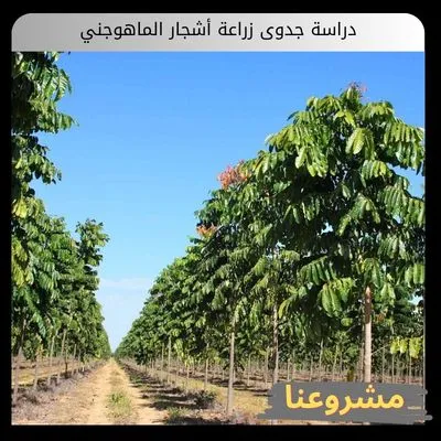 دراسة جدوى زراعة أشجار الماهوجني