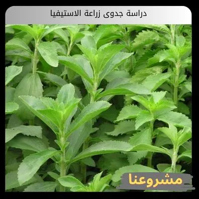 دراسة جدوى زراعة الاستيفيا