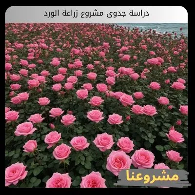 دراسة جدوى مشروع زراعة الورد