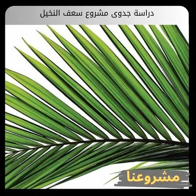دراسة جدوى مشروع سعف النخيل الاستثمارية ودليل التصنيع الأخضر دراسة جدوى مشروع سعف النخيل