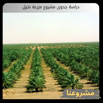 دراسة جدوى مشروع مزرعة نخيل