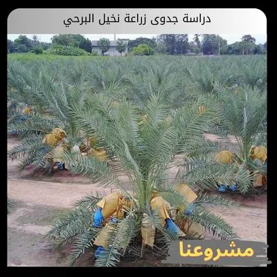 دراسة جدوى زراعة نخيل البرحي