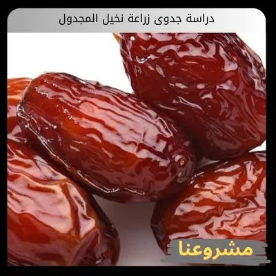دراسة جدوى زراعة نخيل المجدول