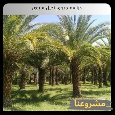 دراسة جدوى نخيل سيوي دراسة جدوى نخيل سيوي