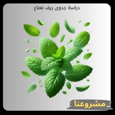 دراسة جدوى ريف نعناع