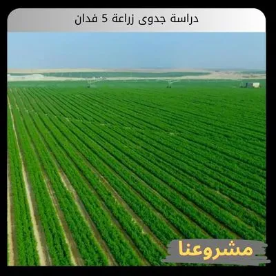 دراسة جدوى زراعة 5 فدان