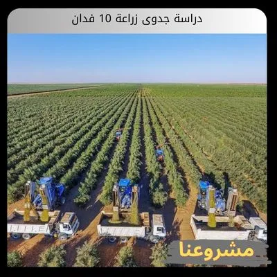 دراسة جدوى زراعة 10 فدان
