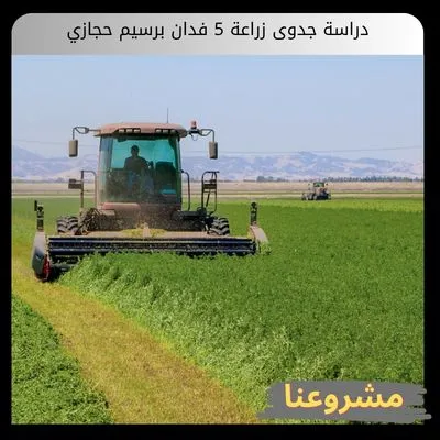 دراسة جدوى زراعة 5 فدان برسيم حجازي دراسة جدوى زراعة 5 فدان برسيم حجازي