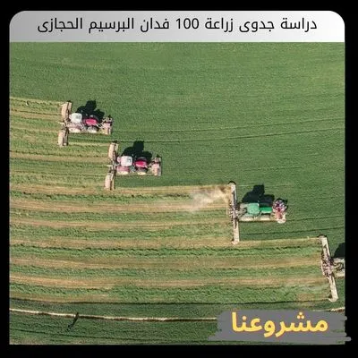 دراسة جدوى زراعة 100 فدان البرسيم الحجازى | الاستثمار المستدام في الذهب الأخضر وتحليل العوائد دراسة جدوى زراعة 100 فدان البرسيم الحجازى