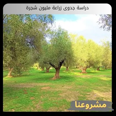 دراسة جدوى زراعة مليون شجرة