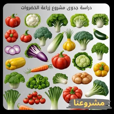 دراسة جدوى مشروع زراعة الخضروات