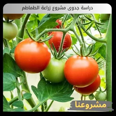 دراسة جدوى مشروع زراعة الطماطم