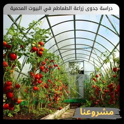 دراسة جدوى زراعة الطماطم في البيوت المحمية