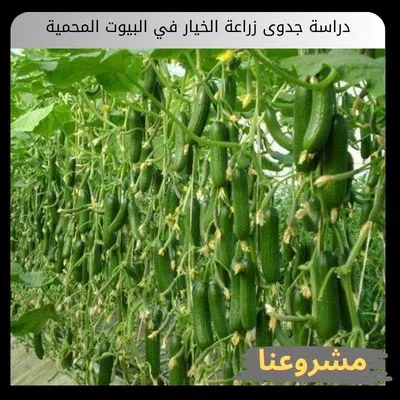 دراسة جدوى زراعة الخيار في البيوت المحمية
