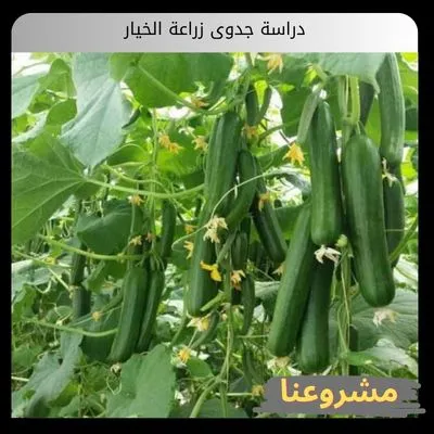 دراسة جدوى زراعة الخيار دراسة جدوى زراعة الخيار