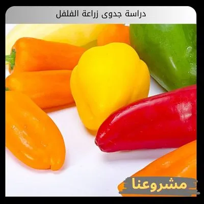 دراسة جدوى زراعة الفلفل