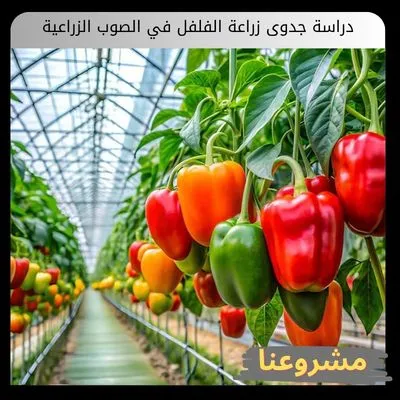 دراسة جدوى زراعة الفلفل في الصوب الزراعية
