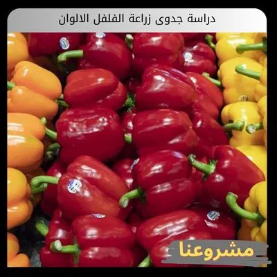 دراسة جدوى زراعة الفلفل الالوان