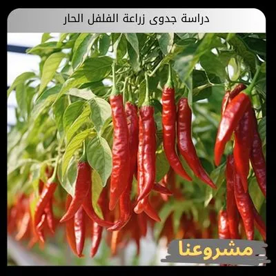 دراسة جدوى زراعة الفلفل الحار