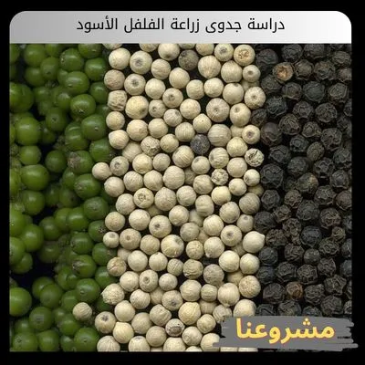 دراسة جدوى زراعة الفلفل الأسود