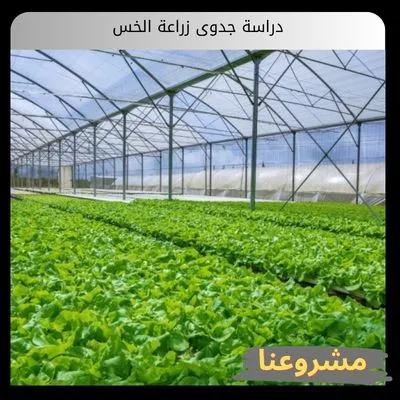دراسة جدوى زراعة الخس