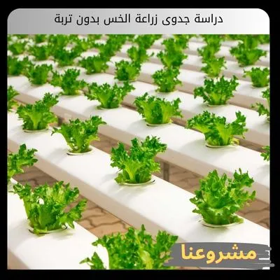 دراسة جدوى زراعة الخس بدون تربة