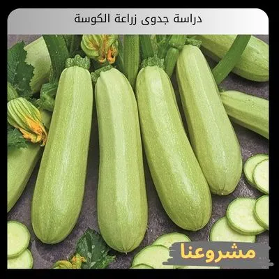 دراسة جدوى زراعة الكوسة
