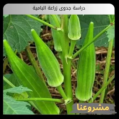 دراسة جدوى زراعة البامية
