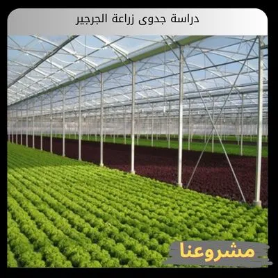 دراسة جدوى زراعة الجرجير
