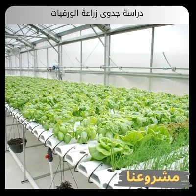 دراسة جدوى زراعة الورقيات