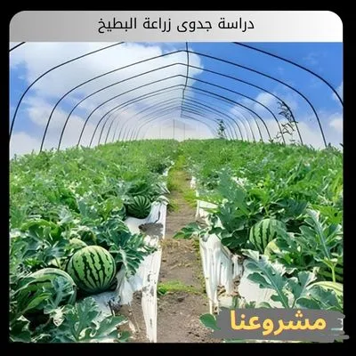 دراسة جدوى زراعة البطيخ