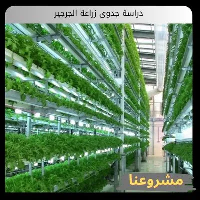 دراسة جدوى زراعة الجرجير