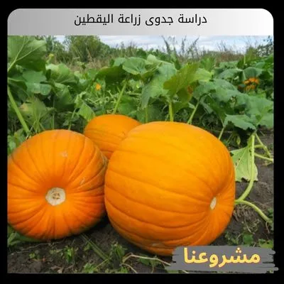 دراسة جدوى زراعة اليقطين | الهندسة الهيدروبونية المتقدمة وإستراتيجية الإنتاج المائي الذكي في البيئات المغلقة دراسة جدوى زراعة اليقطين