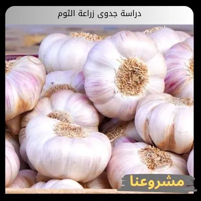 دراسة جدوى زراعة الثوم | دليل الهندسة الاستثمارية المتقدمة والإنتاج التجاري في الأراضي الصحراوية دراسة جدوى زراعة الثوم