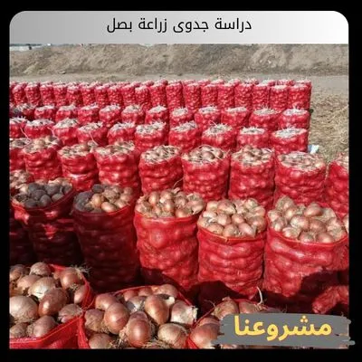 دراسة جدوى زراعة بصل