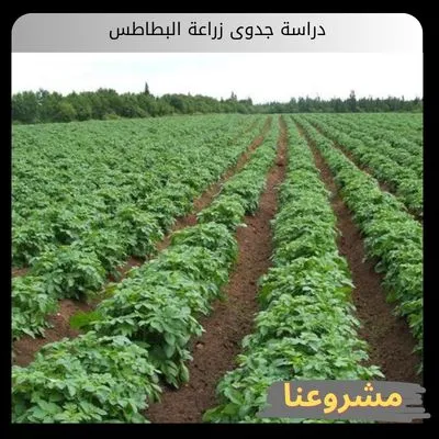 دراسة جدوى زراعة البطاطس