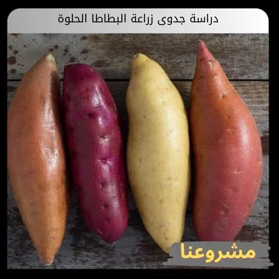 دراسة جدوى زراعة البطاطا الحلوة | دليل التأسيس الفني والتشغيل التجاري الكثيف دراسة جدوى زراعة البطاطا الحلوة