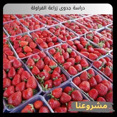 دراسة جدوى زراعة الفراولة دراسة جدوى زراعة الفراولة