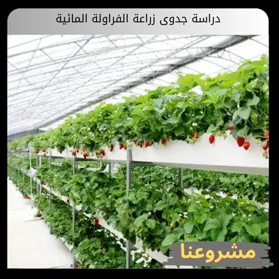 دراسة جدوى زراعة الفراولة المائية