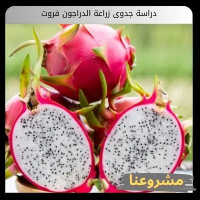 دراسة جدوى زراعة الدراجون فروت