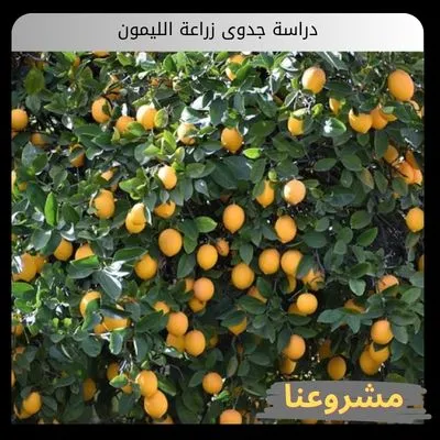 دراسة جدوى زراعة الليمون دراسة جدوى زراعة الليمون