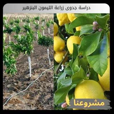 دراسة جدوى زراعة الليمون البنزهير