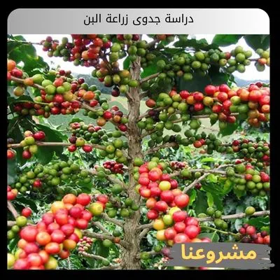 دراسة جدوى زراعة البن